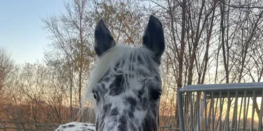 Pferd auf dem Hof