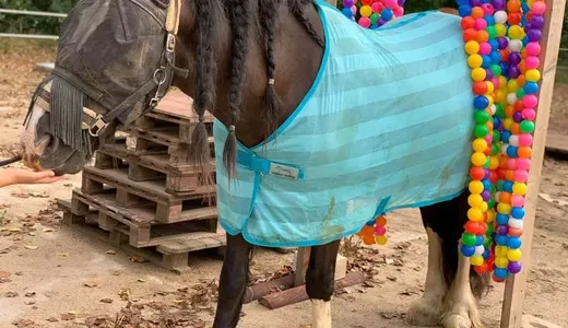 Pferd mit Decke auf der Weide