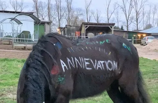 Pferd auf der Weide bei Annievation